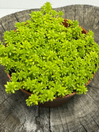 Sedum acre- Gold Moss