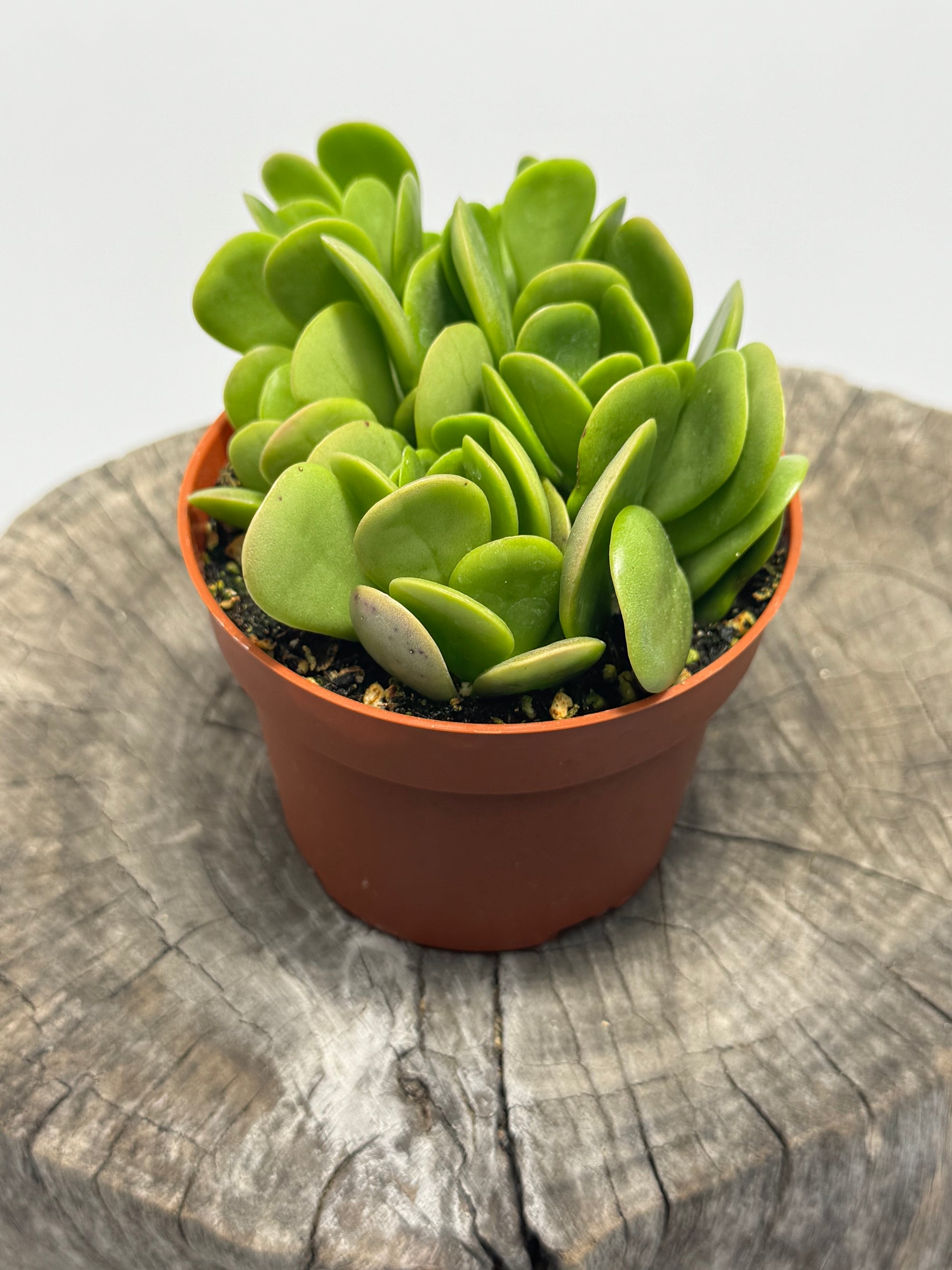 Senecio jacobsenii - Trailing Jade