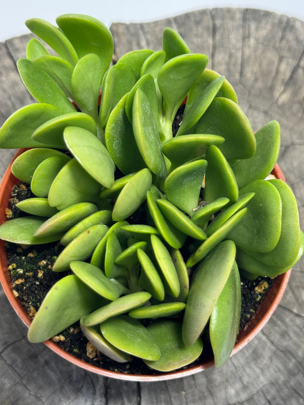 Senecio jacobsenii - Trailing Jade