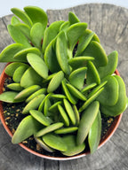 Senecio jacobsenii - Trailing Jade