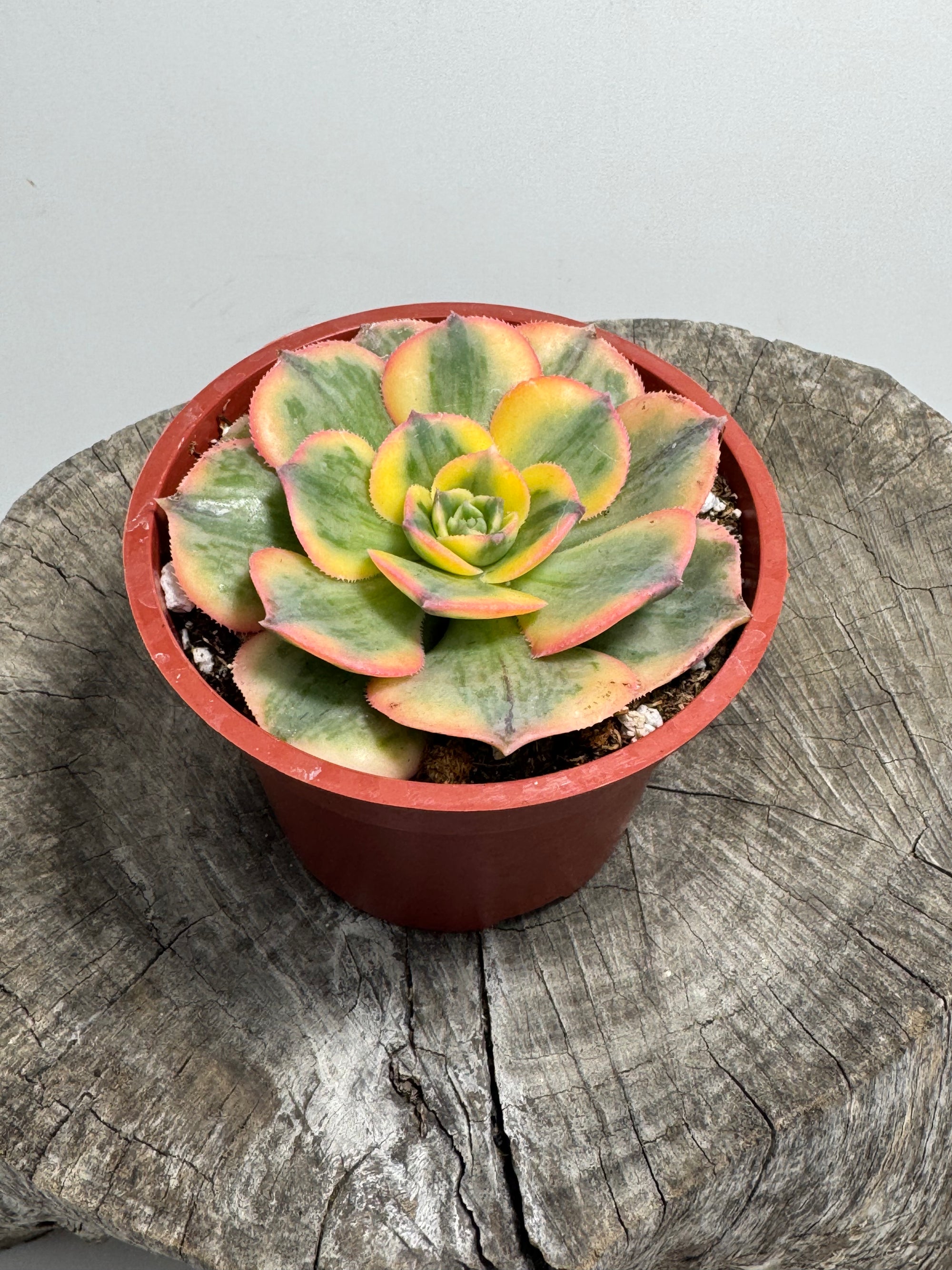 echeveria sunburst succulent Aeonium ‘Sunburst’