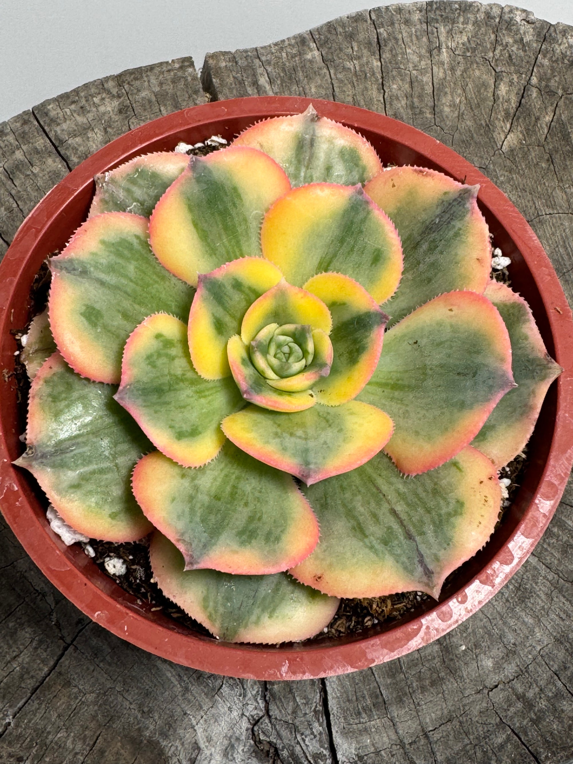 Aeonium ‘Sunburst’