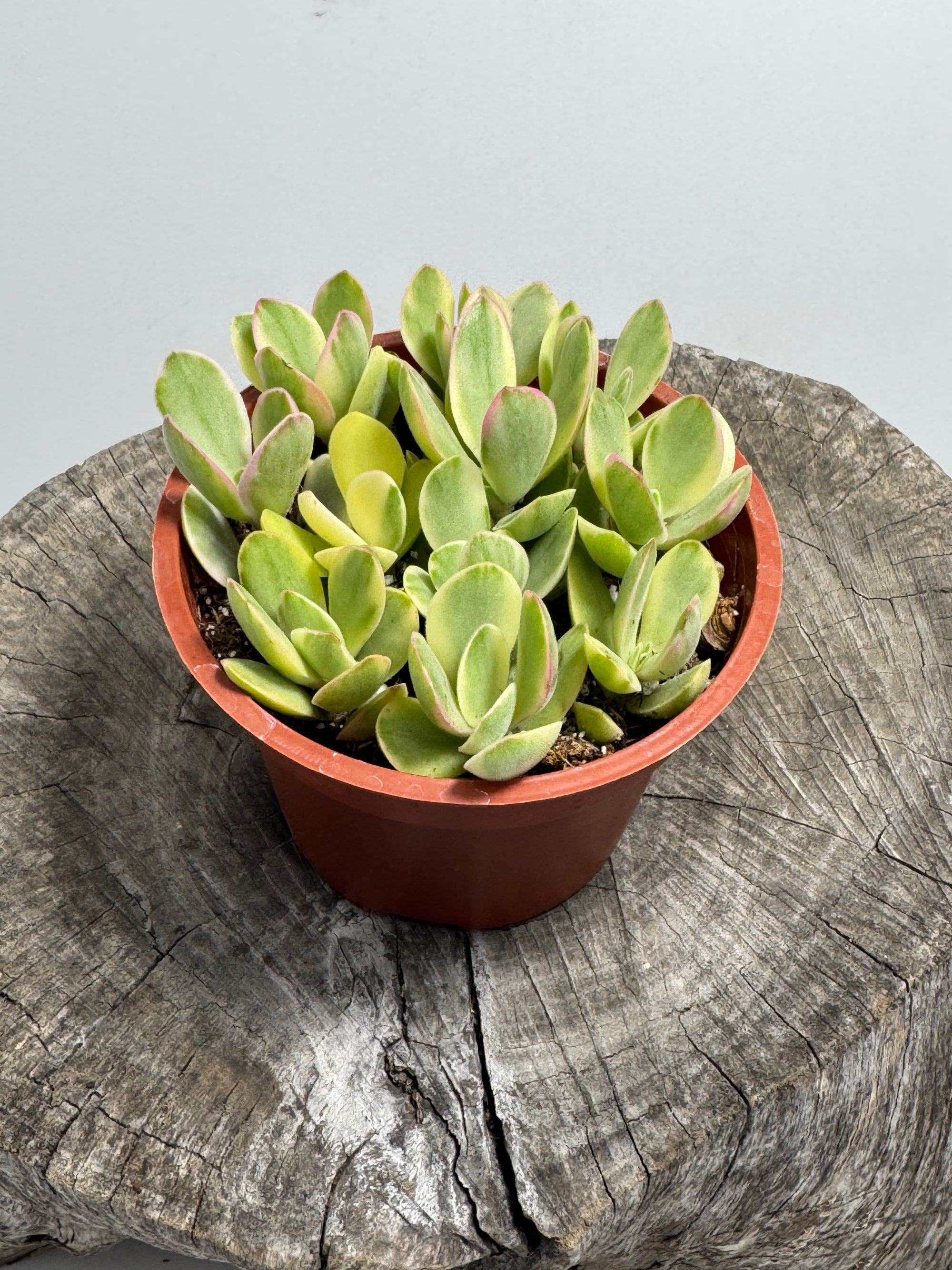 money maker plant Crassula 'Money Maker' (Crassula swaziensis variegata) – Succly