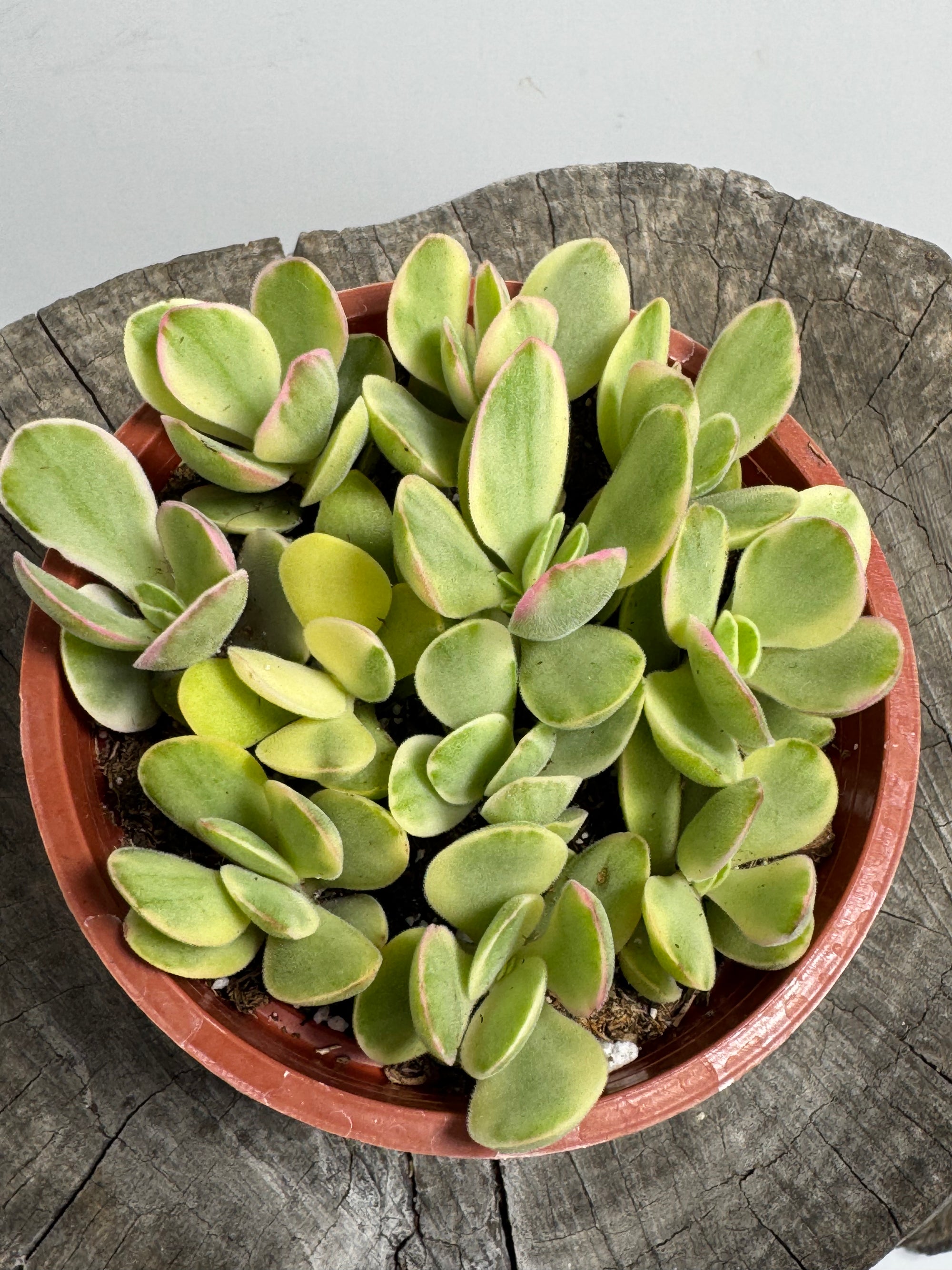 kinds of money maker plants Crassula 'Money Maker' (Crassula swaziensis variegata) – Succly