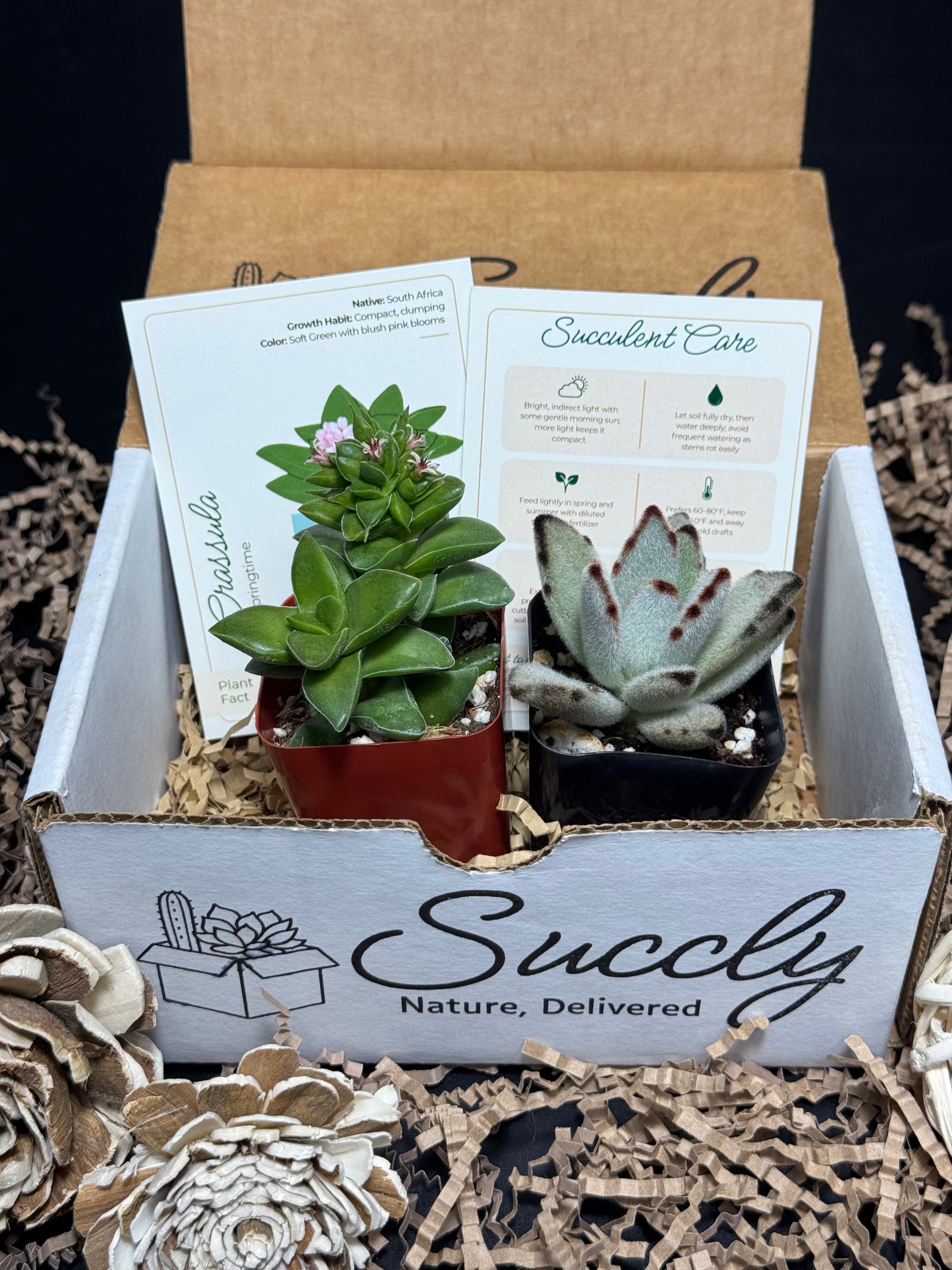 Succly Subscription Box