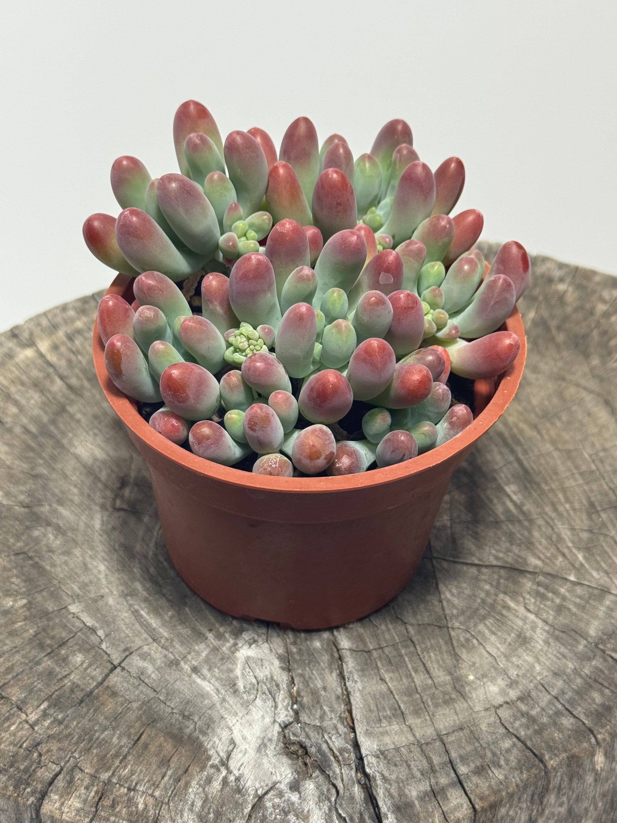Sedum pachyphyllum (Blue Jelly Beans)