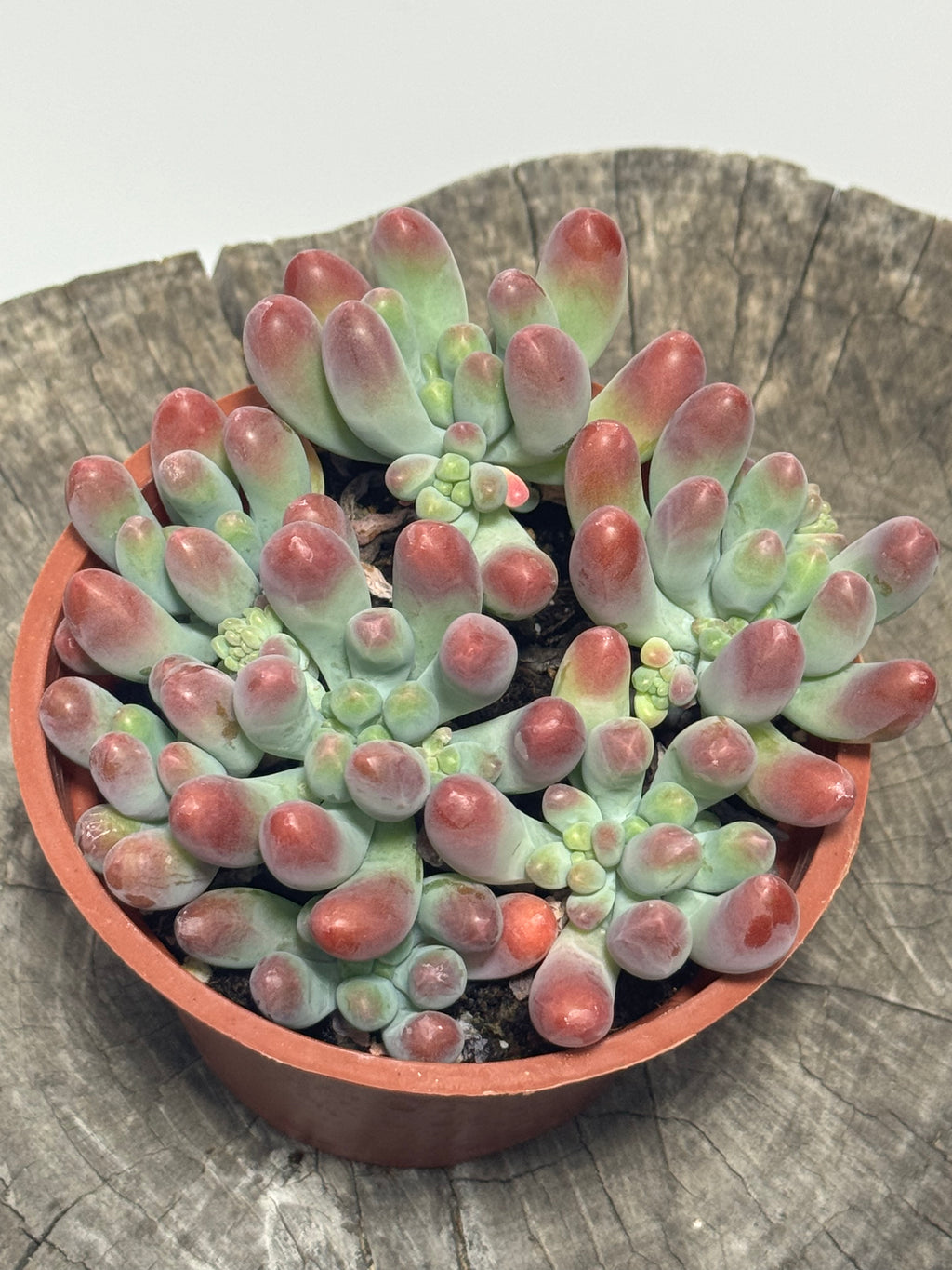 Sedum pachyphyllum (Blue Jelly Beans)