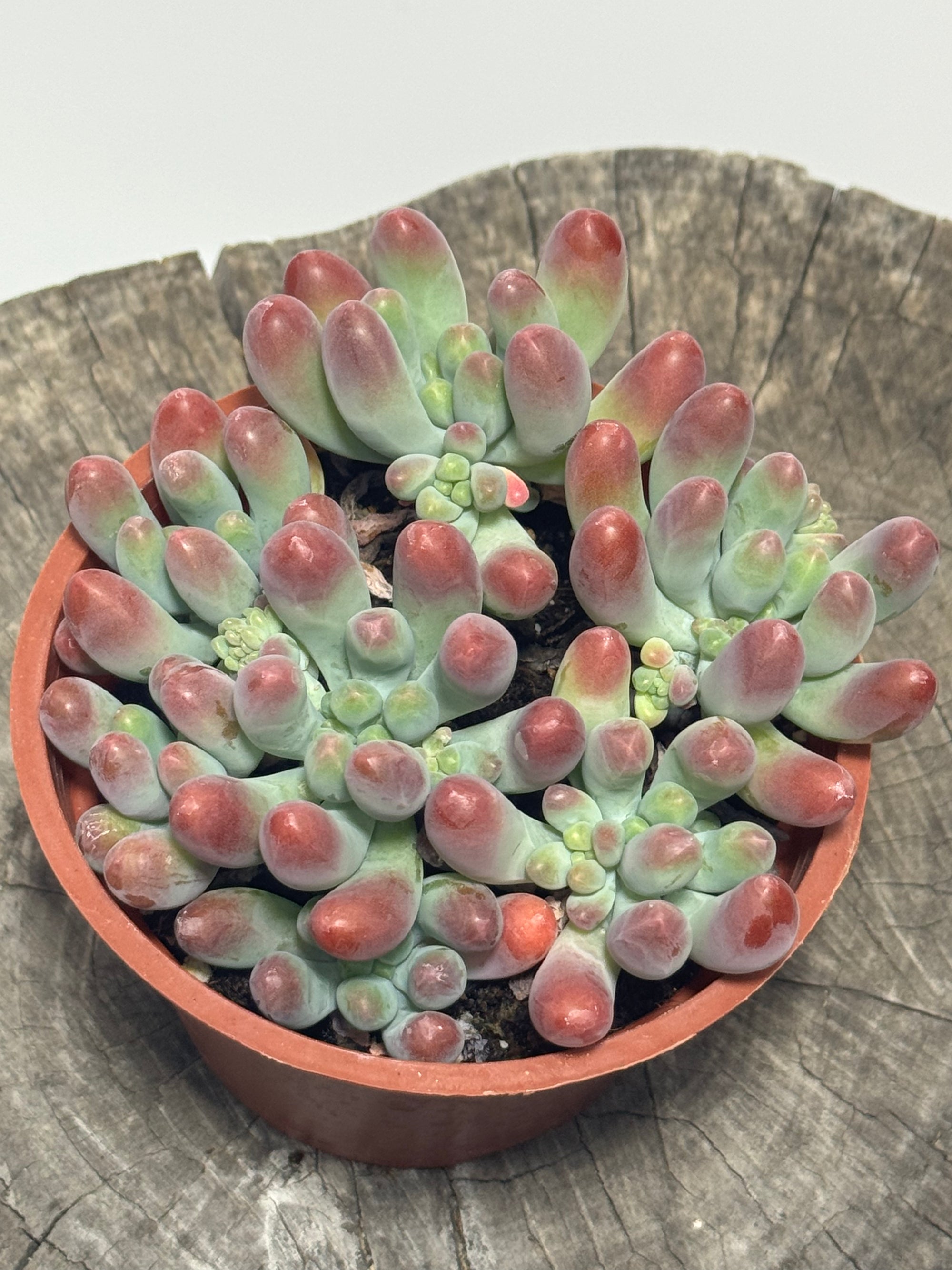 Sedum pachyphyllum (Blue Jelly Beans)