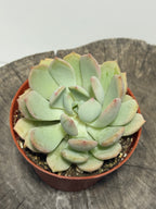 Graptoveria ‘Moonglow’