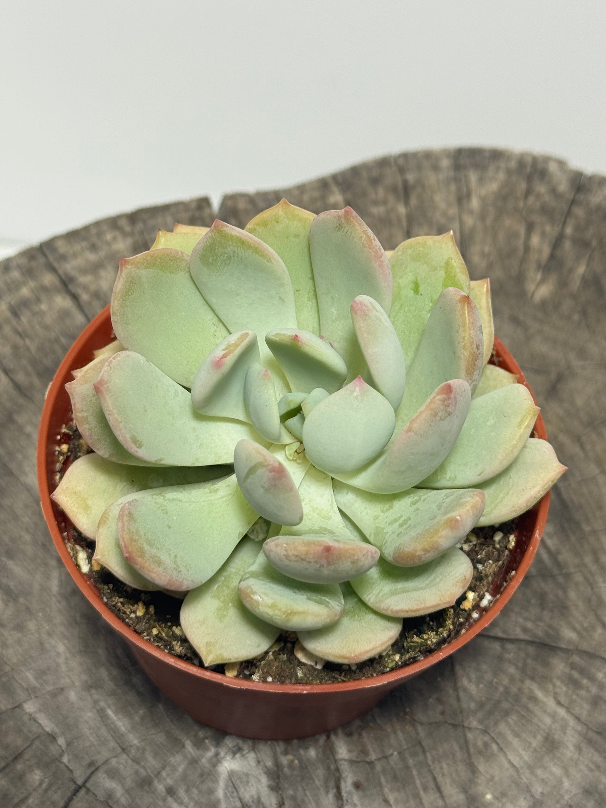 Graptoveria ‘Moonglow’