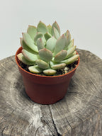 Graptoveria ‘Moonglow’