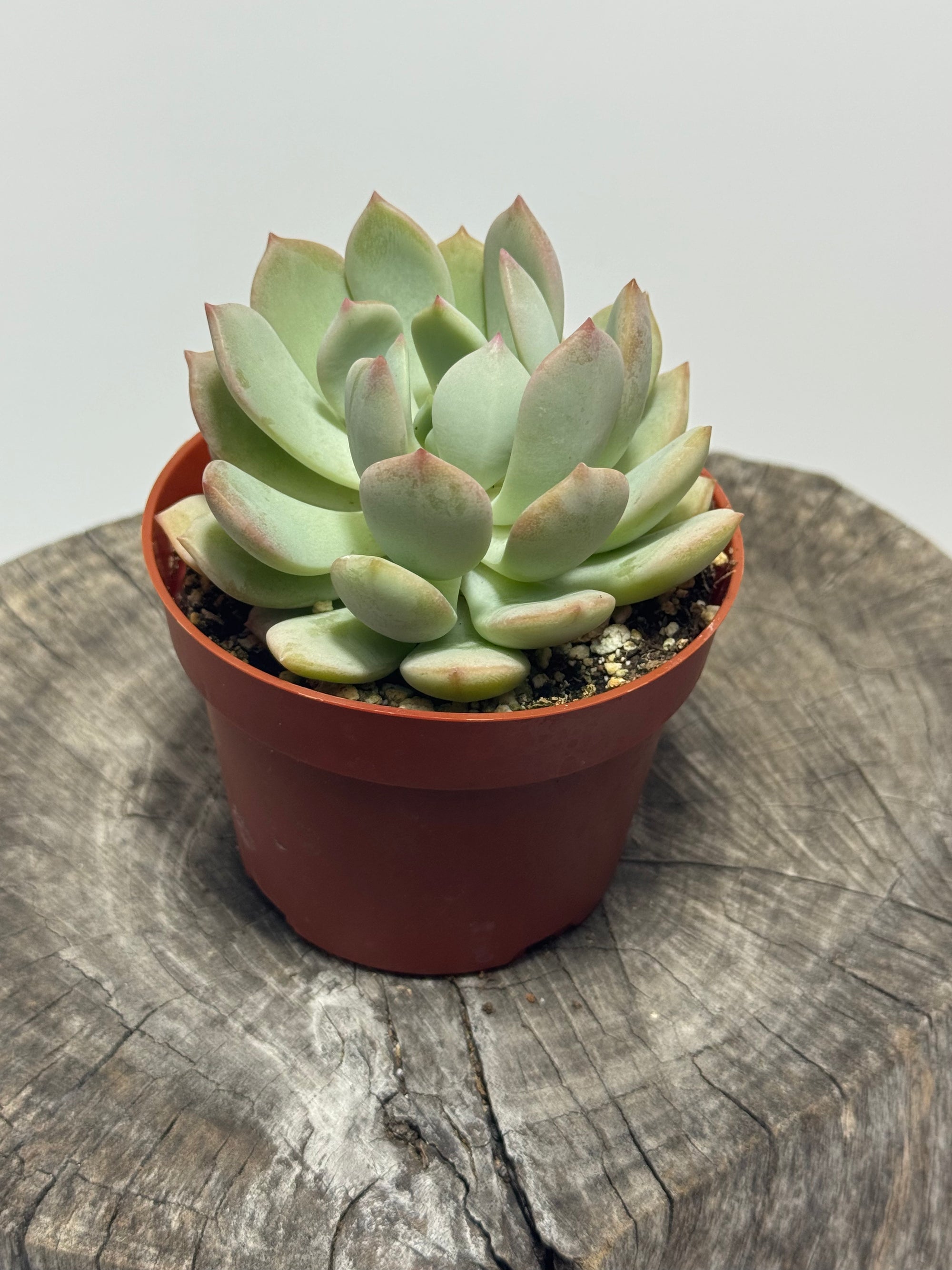 Graptoveria ‘Moonglow’