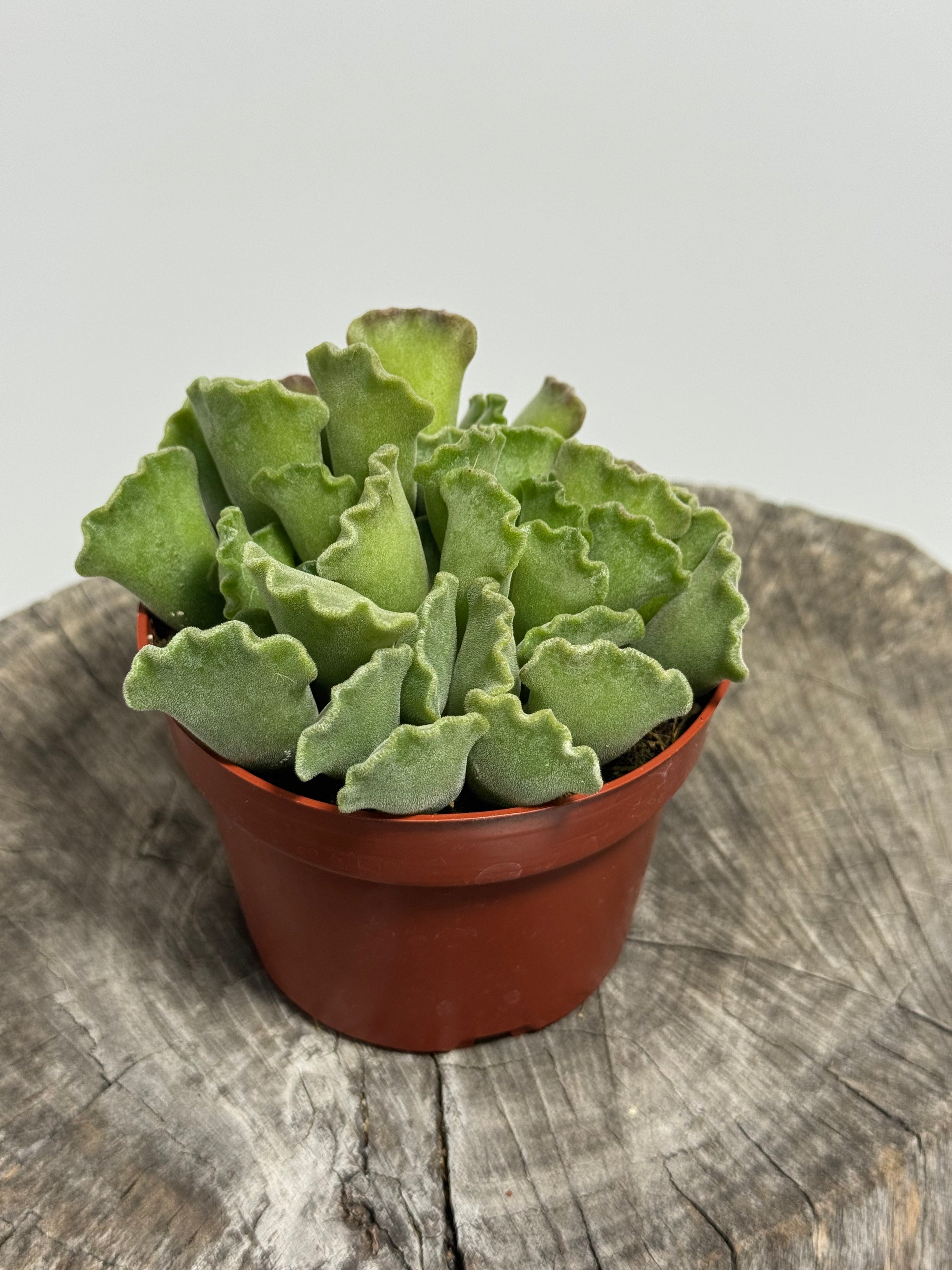 crinkle leaf succulent care Adromischus cristatus Crinkle-Leaf plant – Succly