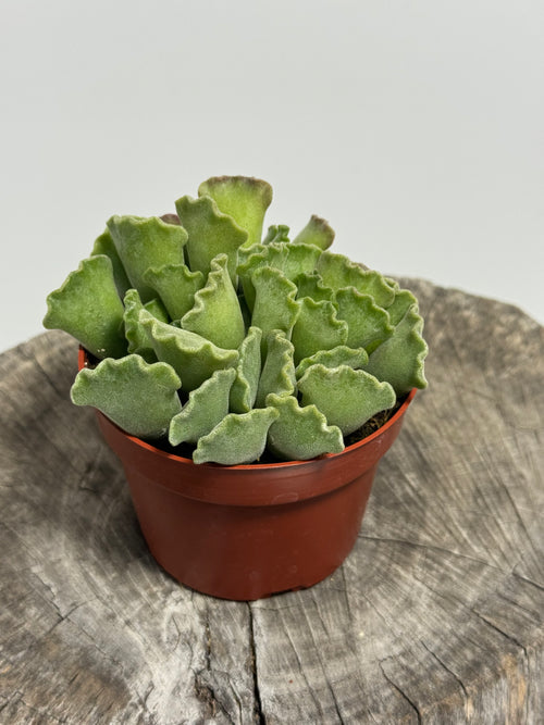 Adromischus cristatus Crinkle-Leaf plant