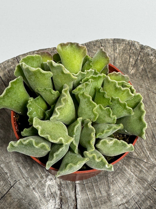 Adromischus cristatus Crinkle-Leaf plant