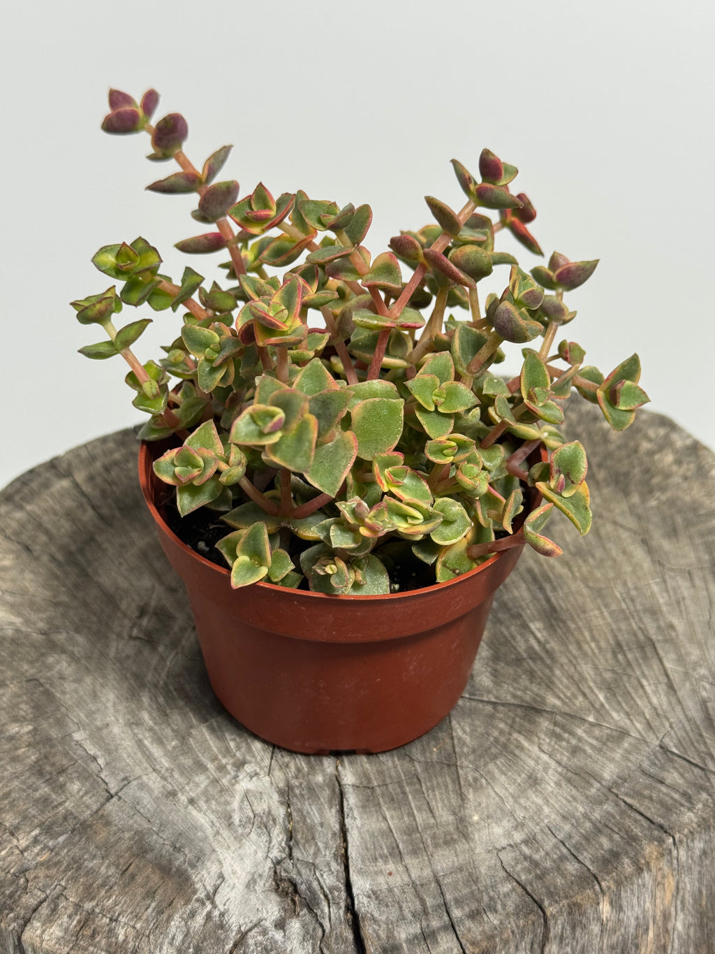 Crassula pellucida variegata ‘Calico Kitten’