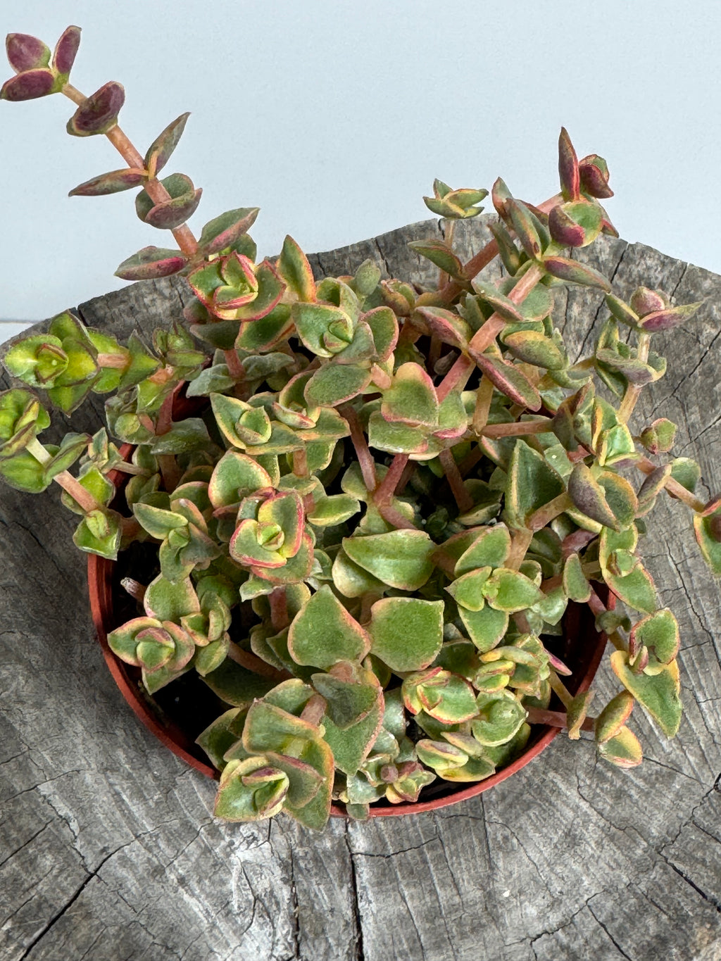 Crassula pellucida variegata ‘Calico Kitten’