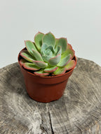 Echeveria laulensis hybrid