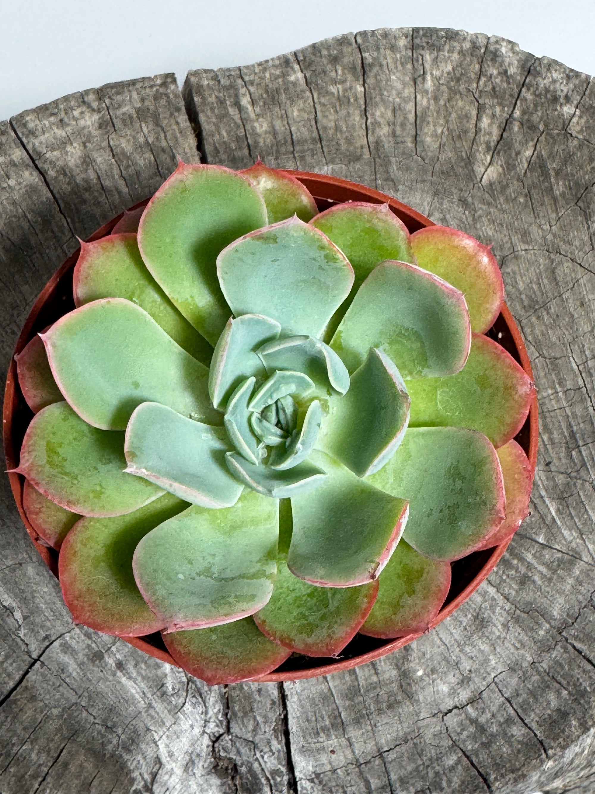 Echeveria laulensis hybrid