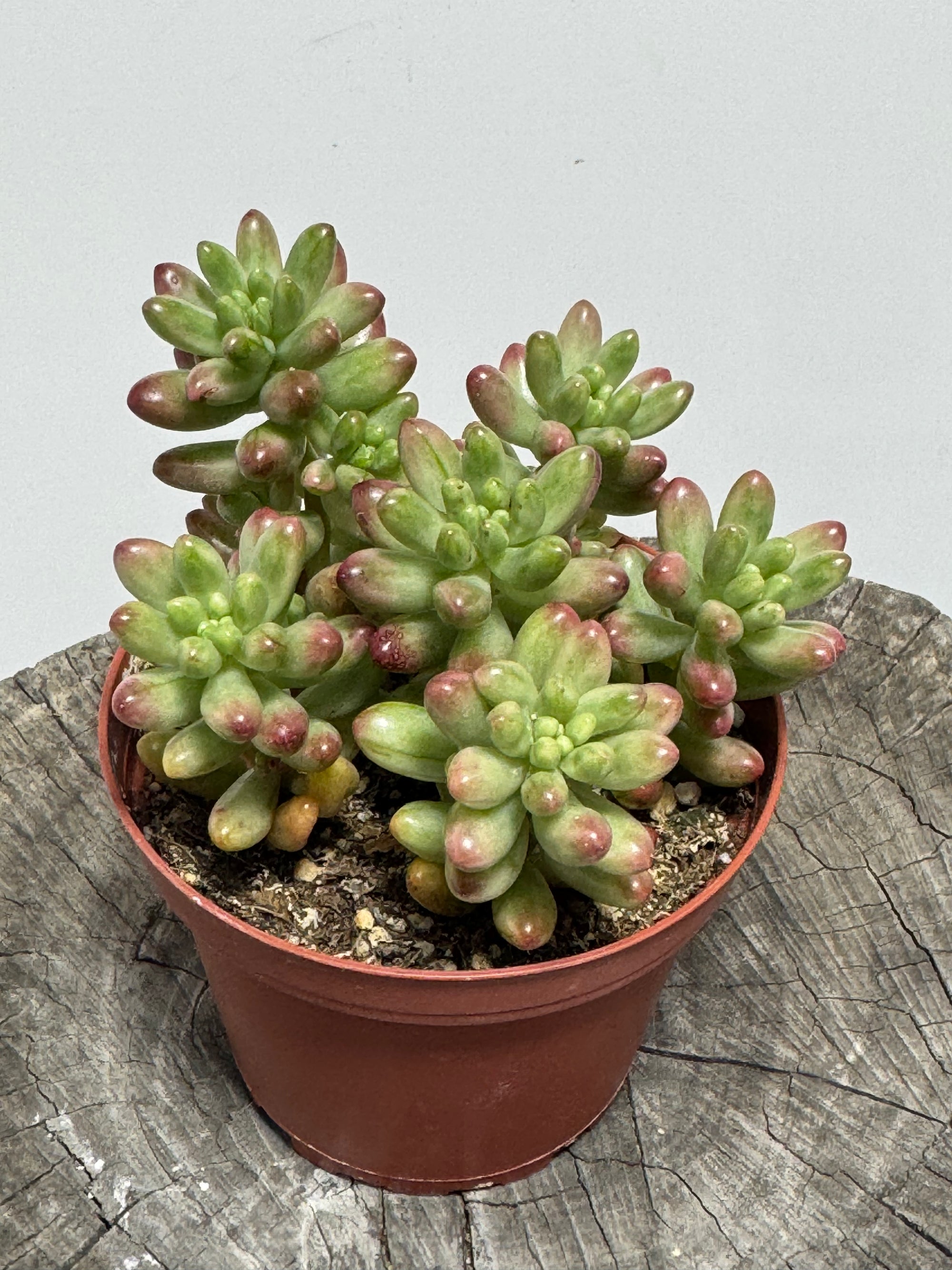 Sedum rubrotinctum Aurora- Pink Jelly Beans