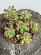Sedum rubrotinctum Aurora- Pink Jelly Beans