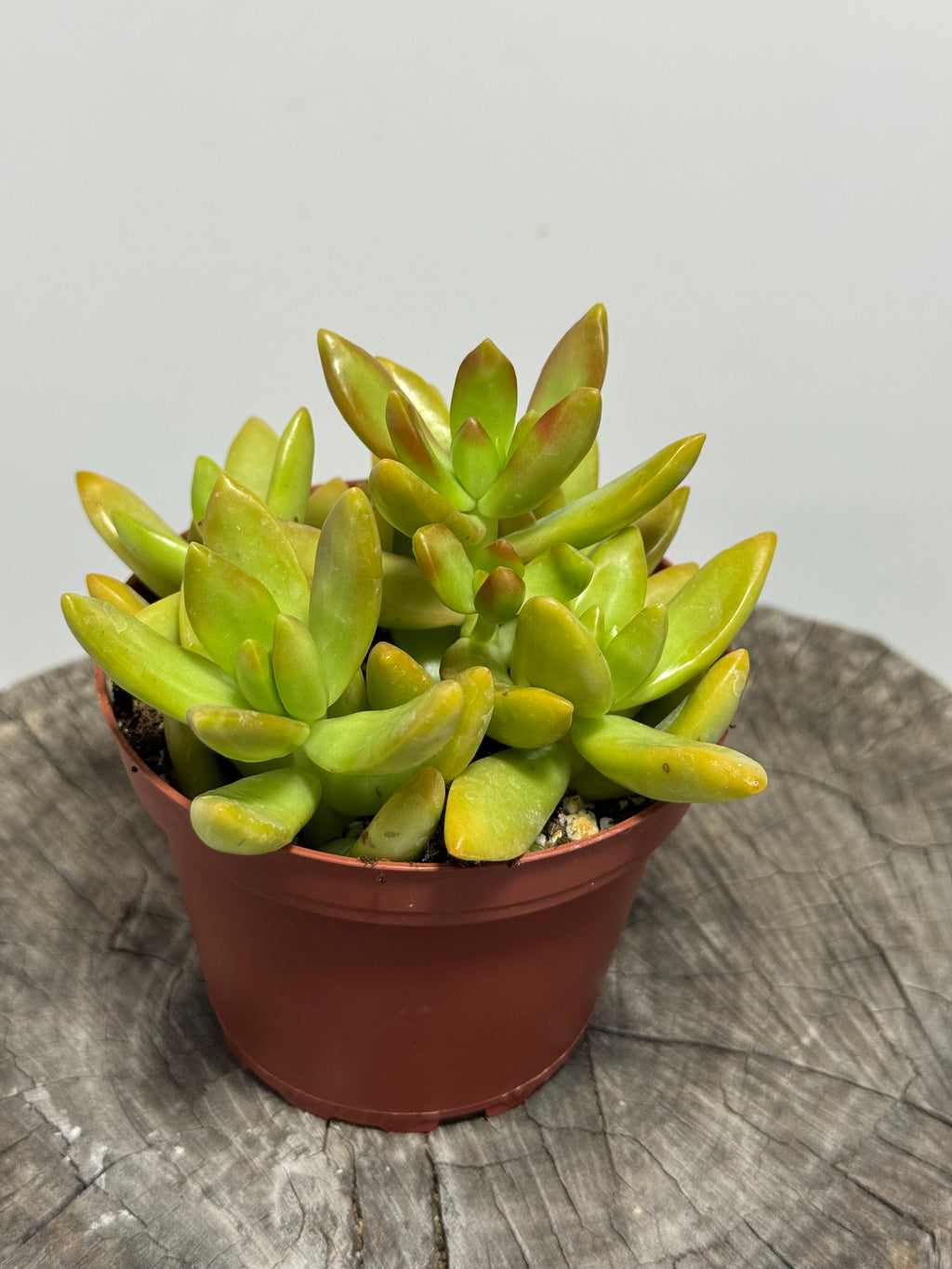 Sedum nussbaumerianum 'Coppertone' (Coppertone Stonecrop)