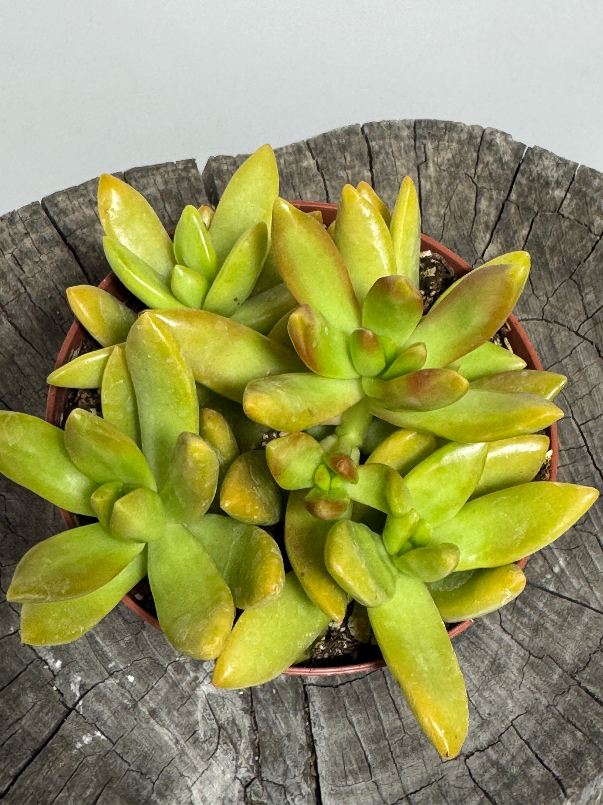 Sedum nussbaumerianum 'Coppertone' (Coppertone Stonecrop)