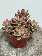 Graptosedum Vera Higgins Alpenglow