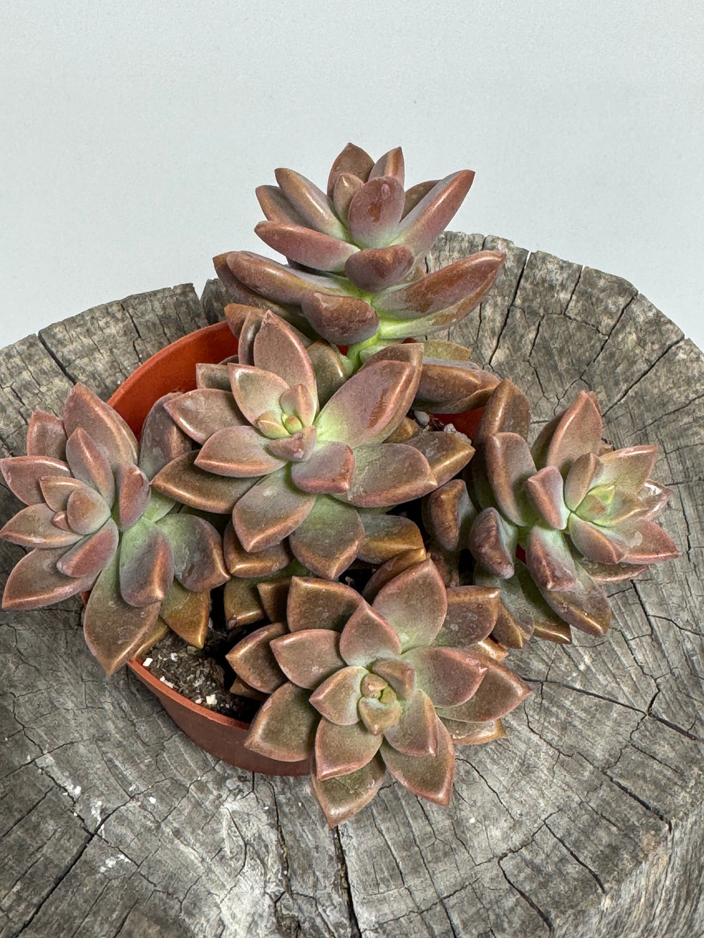 Graptosedum Vera Higgins Alpenglow
