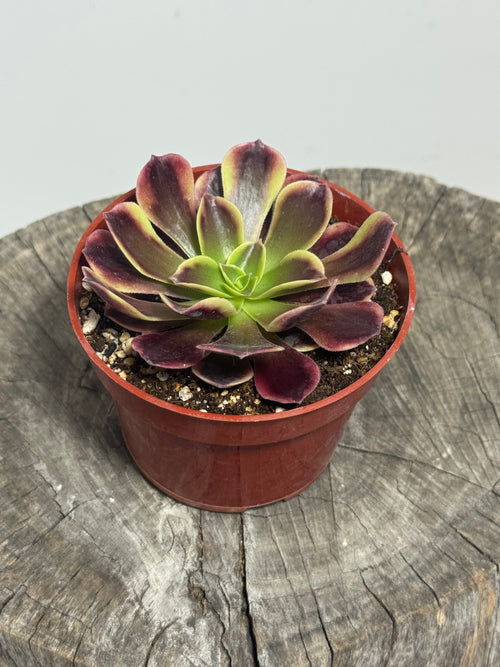 Aeonium ‘O’Carrie’