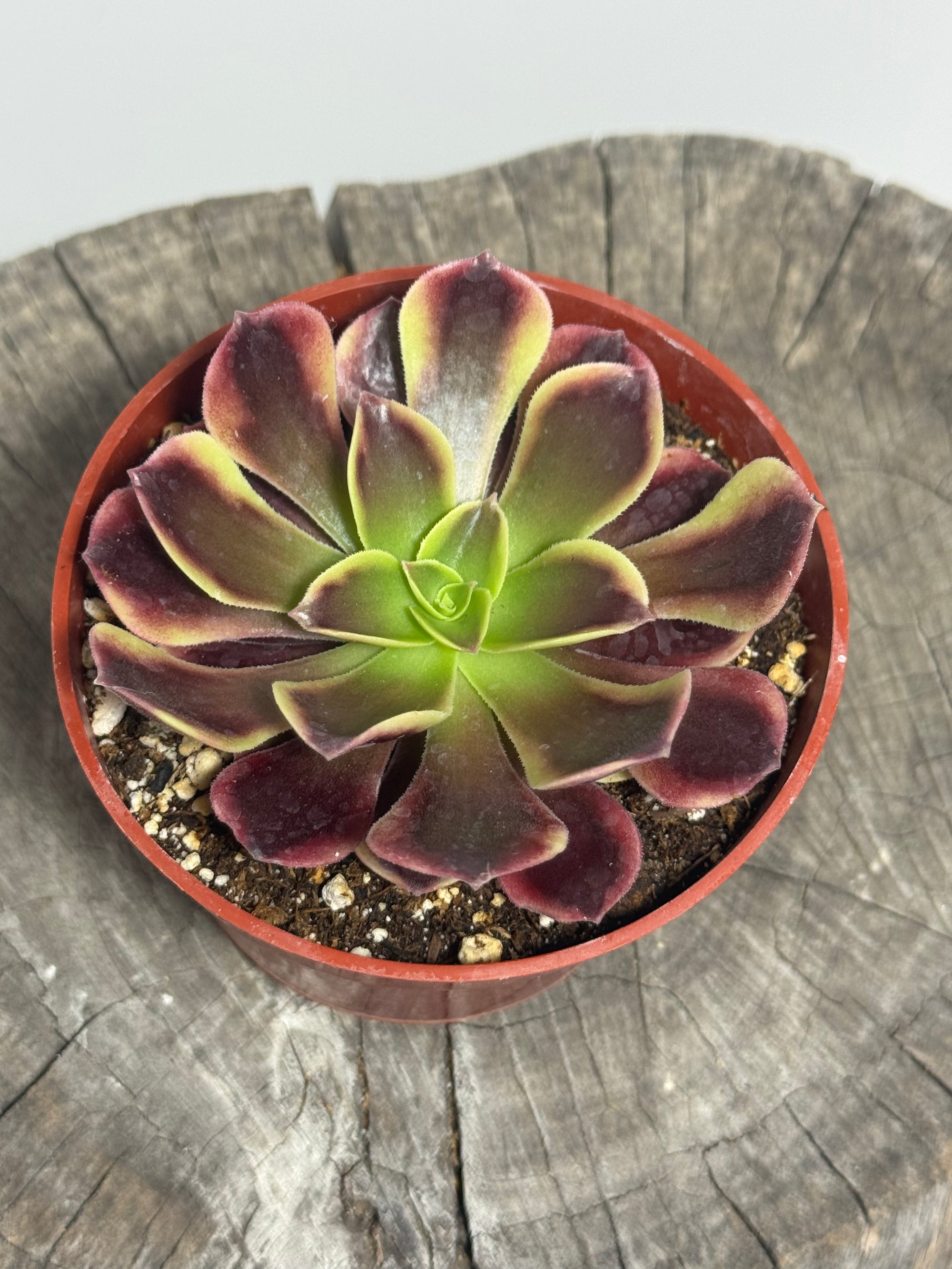 Aeonium ‘O’Carrie’