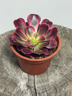 Aeonium ‘Mardi Gras’