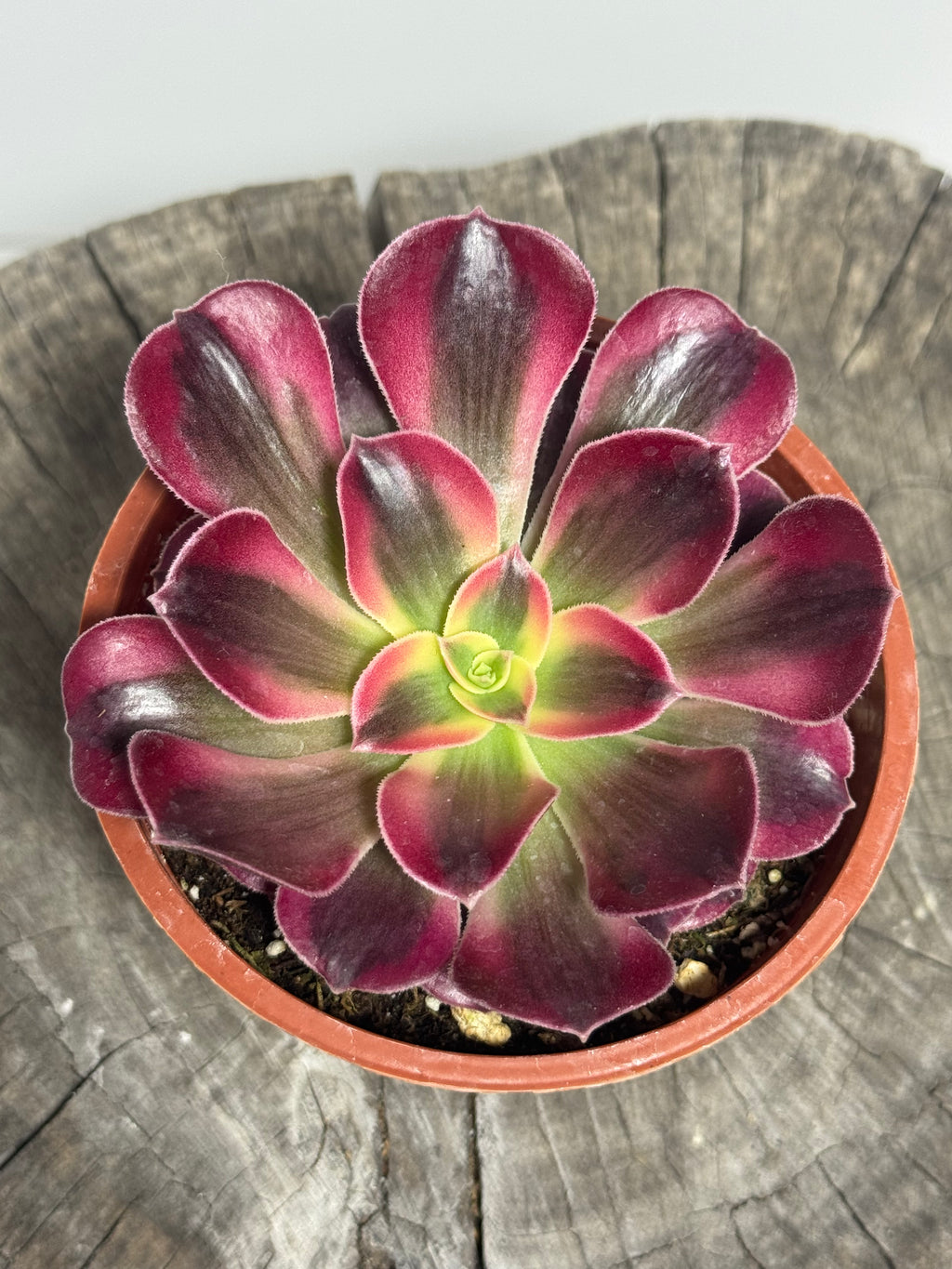 Aeonium ‘Mardi Gras’