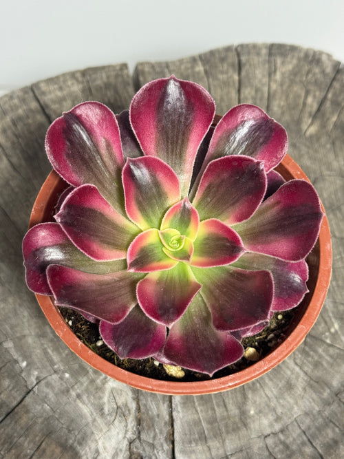 Aeonium ‘Mardi Gras’