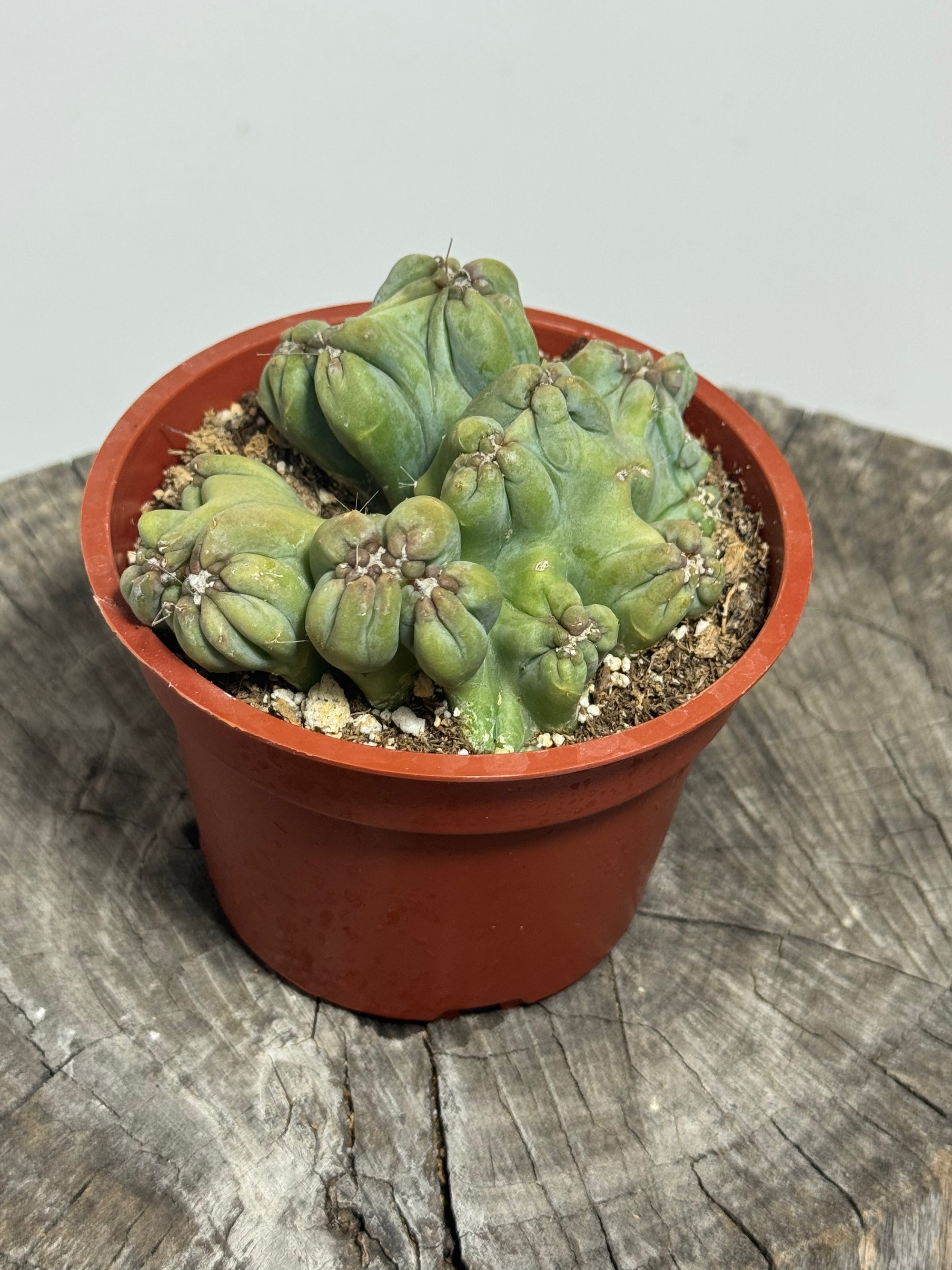 Cereus forbesii monstrose ‘Ming Thing’