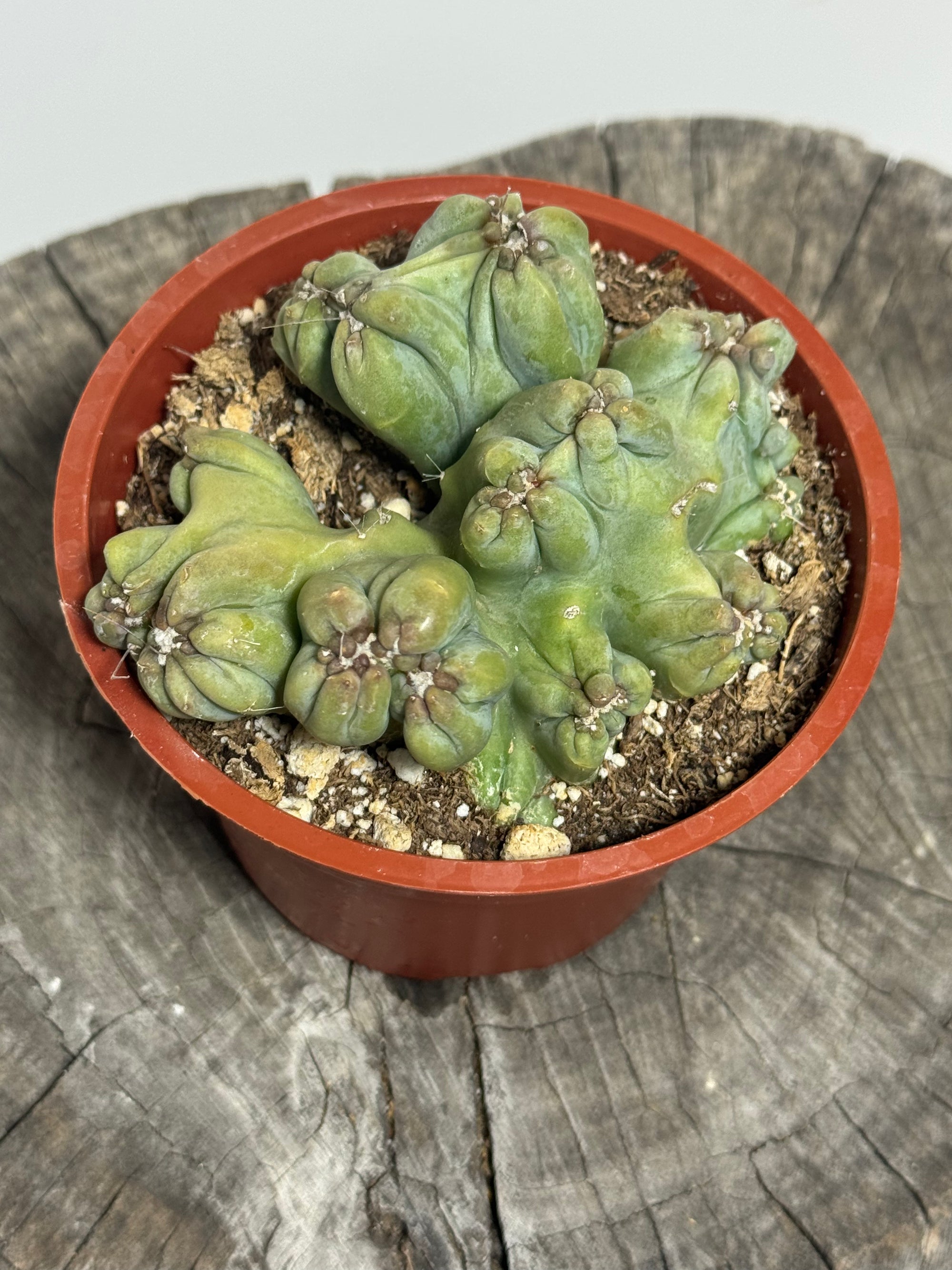 Cereus forbesii monstrose ‘Ming Thing’