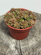 Cremnosedum ‘Little Gem’