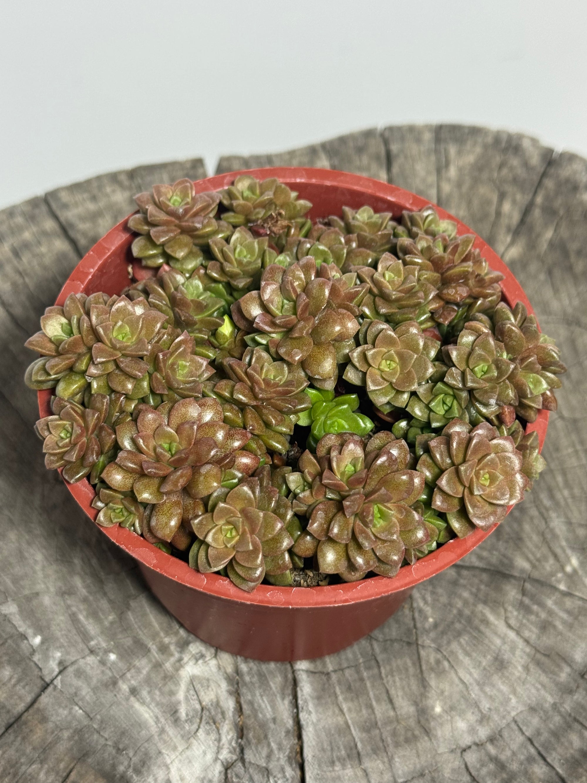 Cremnosedum ‘Little Gem’