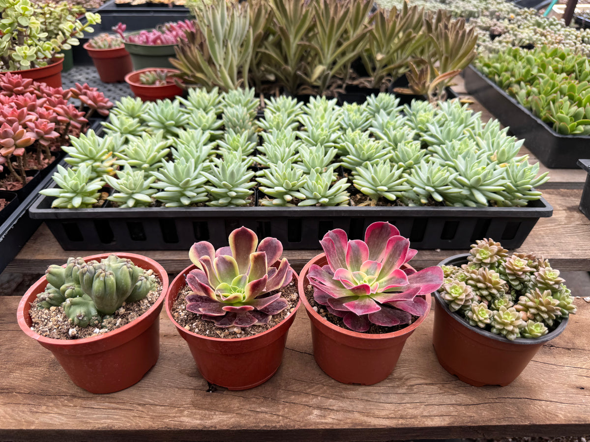 Holiday succulent bundle with festive decor