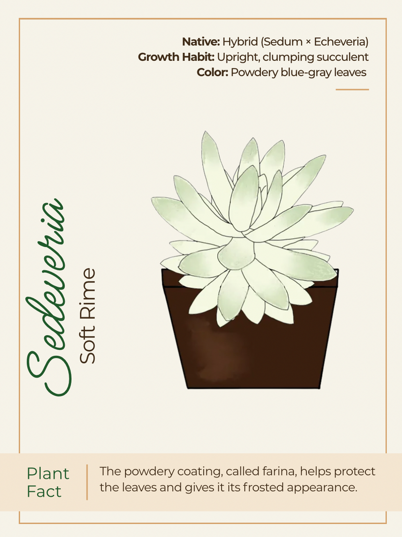 Card 2 Front