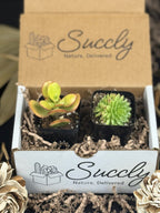 Succly Subscription Box image 5