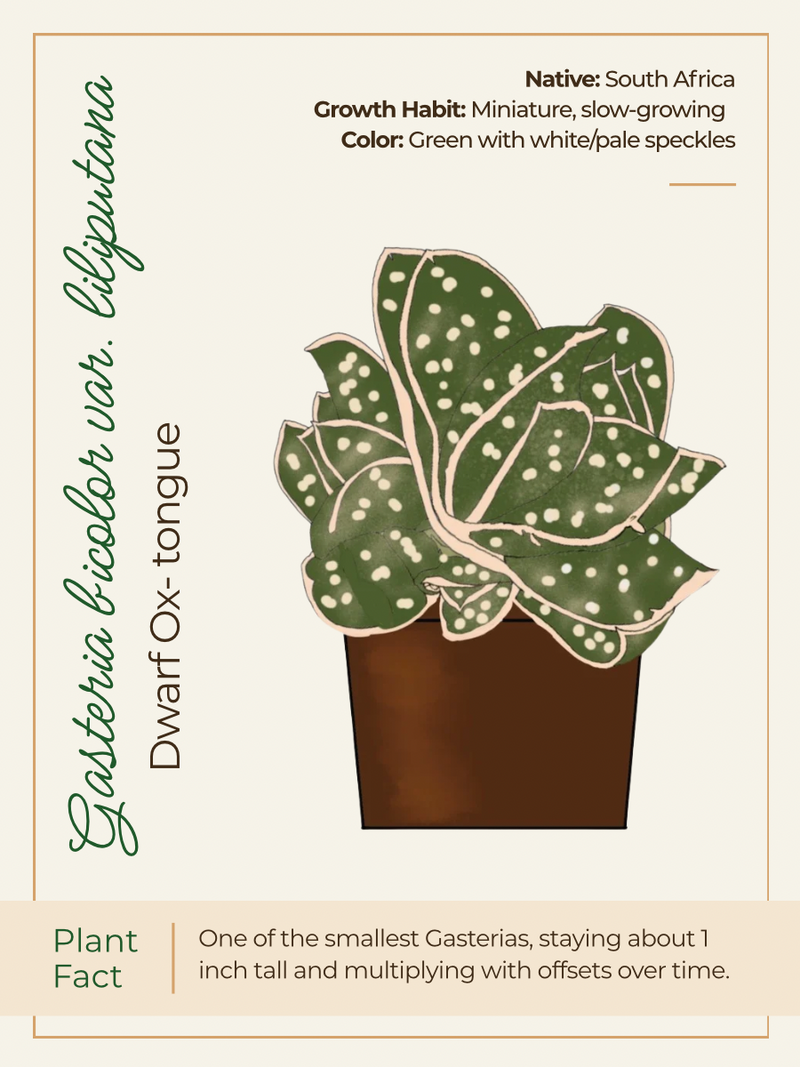 Card 2 Front