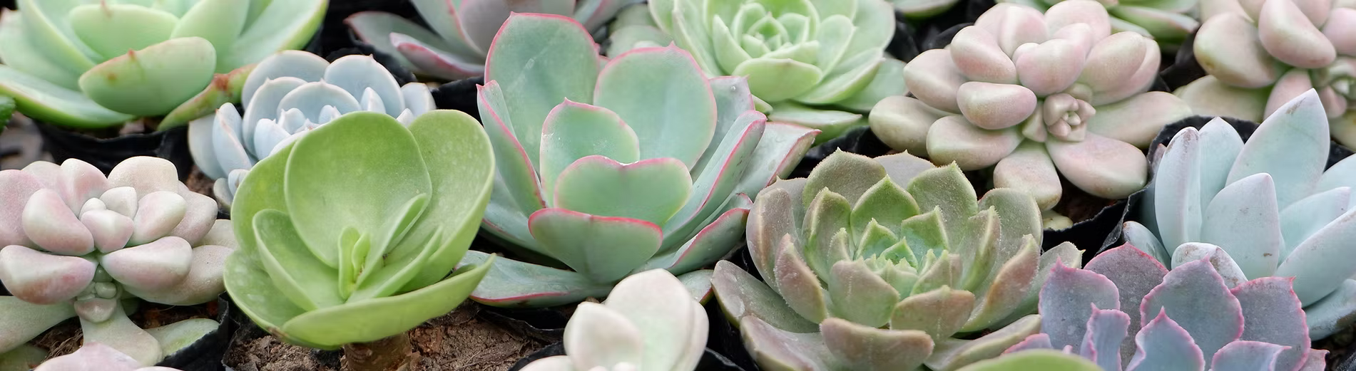 Collection of succulents with green, pink, and purple hues.