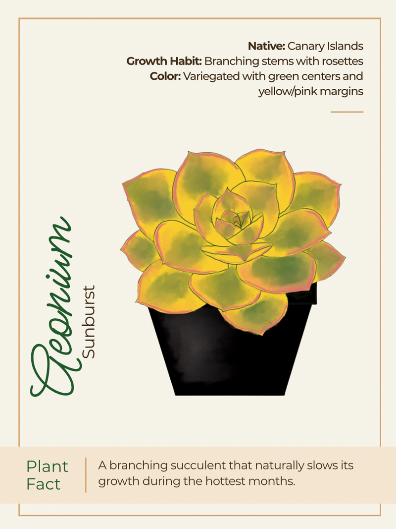 Card 1 Front